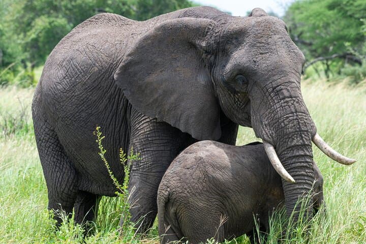 7-Day Tanzania Wildlife and Culture Safari: Serengeti, Ngorongoro & Maasai Village