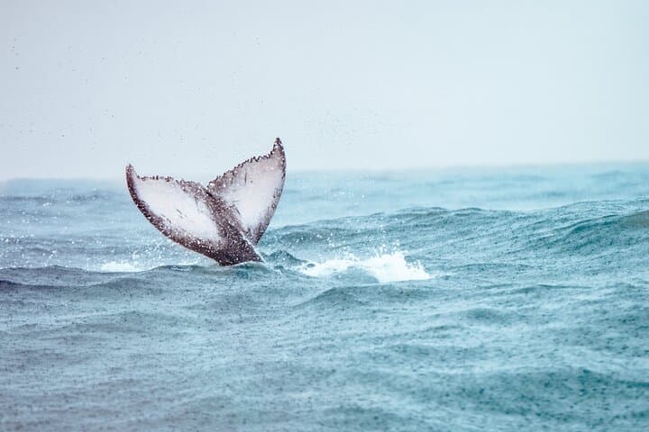 Bahia Malaga Humpback Whale Watching from Cali: Colombian Pacific Day Trip photo 5