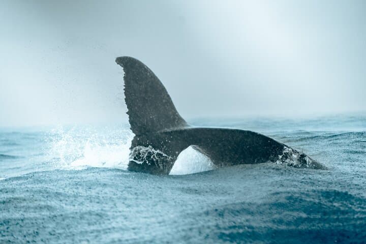 Bahia Malaga Humpback Whale Watching from Cali: Colombian Pacific Day Trip photo 4