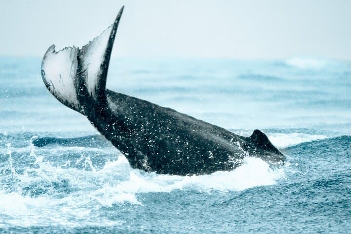 Bahia Malaga Humpback Whale Watching from Cali: Colombian Pacific Day Trip photo 2