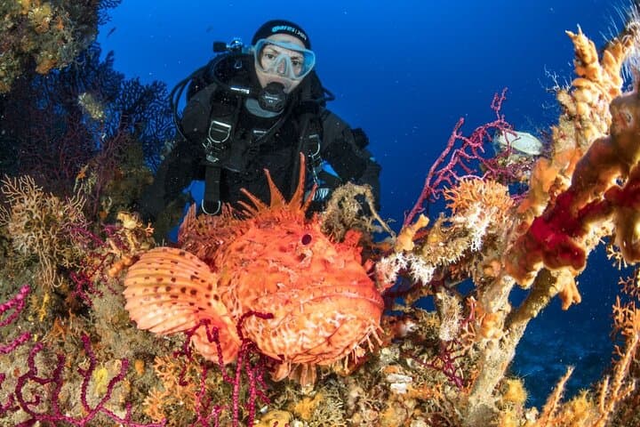 Dubrovnik One-Tank Dive: Southern Adriatic Caves, Reefs & Wrecks photo 6