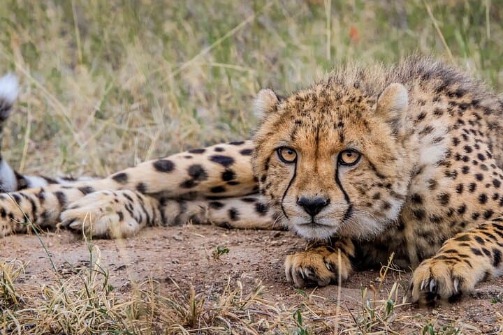 Kruger & Balule Big Five Safari: Katekani Tented Lodge (4-Day) photo 2
