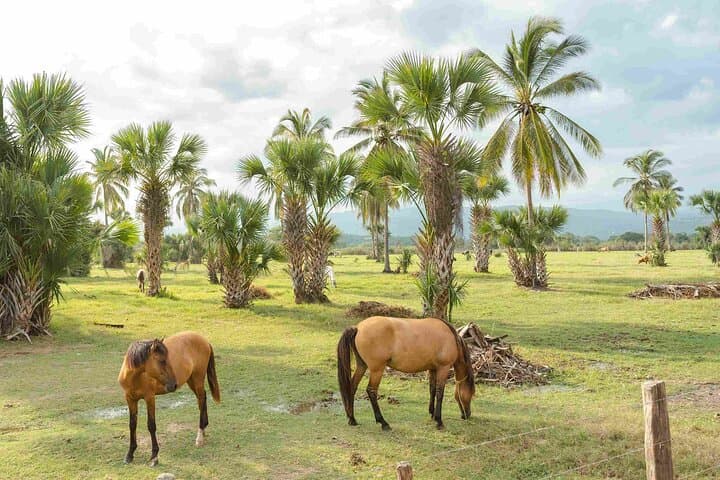 Puerto Escondido Horseback Riding on the Beach & Lagoon Crossing photo 6