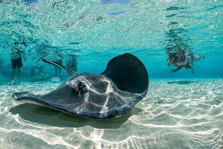 Cayman Combo Tour: Stingrays, Starfish Point & Crystal Caves from Seven Mile Beach photo 4