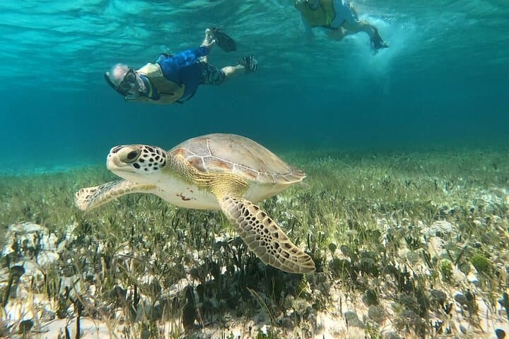 Drive, Dive, Discover: Private Cozumel Jeep & Jade Cavern Cenote Tour photo 5