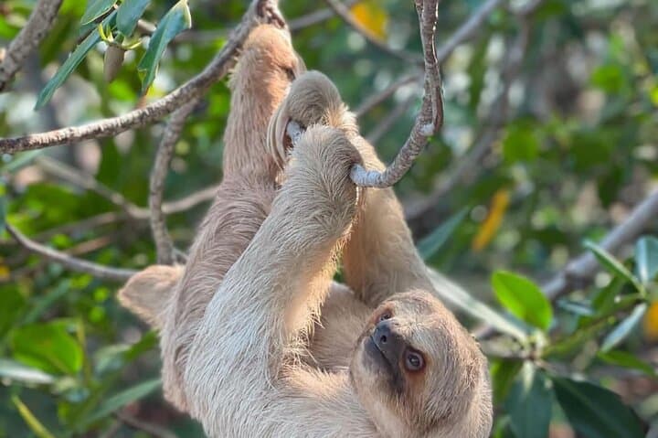 Roatán Monkey and Sloth Park & Private Island Tour — Wildlife, Chocolate & Rum Tasting