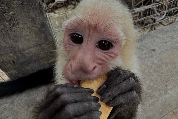 Roatán Monkey and Sloth Park & Private Island Tour — Wildlife, Chocolate & Rum Tasting photo 2