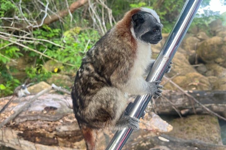 Panama Canal & Gatun Lake Rainforest Hike: Nature, History, and Monkey Islands photo 2