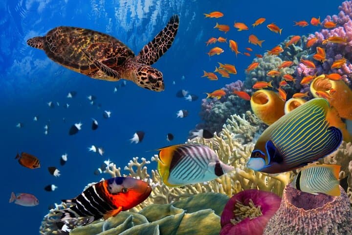 Fast-Track PADI Open Water Course from Phuket: 3 Days, 6 Dives to Certification photo 5
