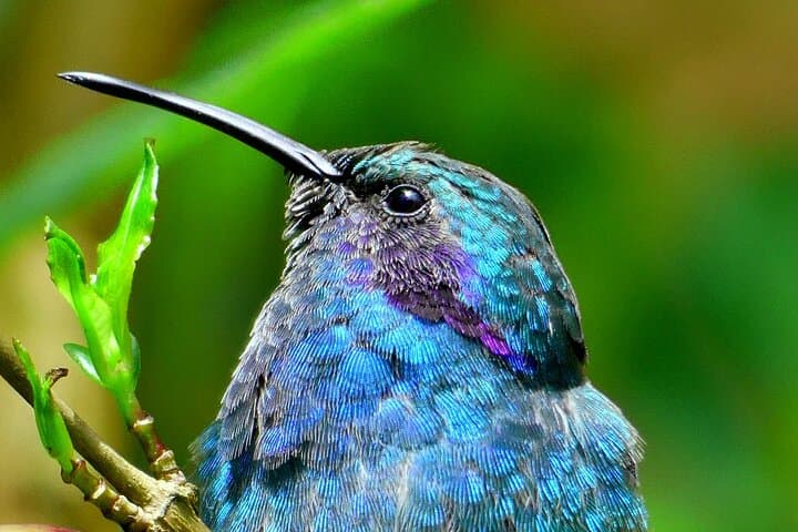 Cloud Forest Hike 30 Minutes From San José: Cerro Dantas Slow-Hiking for Birds & Sloths photo 4