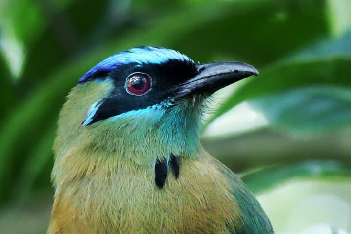 Cloud Forest Hike 30 Minutes From San José: Cerro Dantas Slow-Hiking for Birds & Sloths