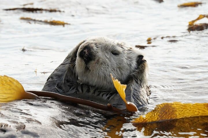 Sitka Whale Watching: Small-Boat Wildlife Adventure in Sitka Sound photo 5