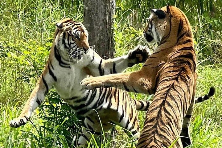 Behind-the-Scenes at Hua Hin’s Tiger Rescue Center: What to Expect
