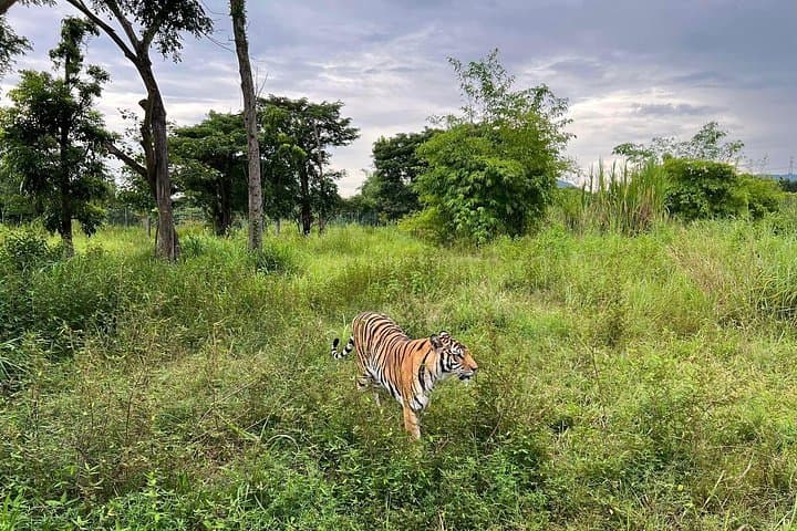 Behind-the-Scenes at Hua Hin’s Tiger Rescue Center: What to Expect photo 4