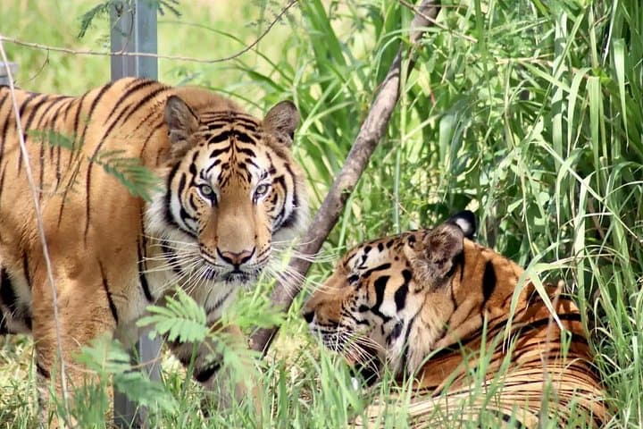 Behind-the-Scenes at Hua Hin’s Tiger Rescue Center: What to Expect photo 2