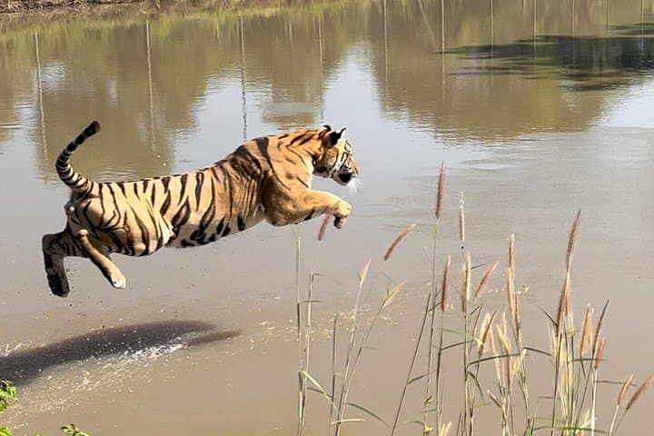 Behind-the-Scenes at Hua Hin’s Tiger Rescue Center: What to Expect photo 3