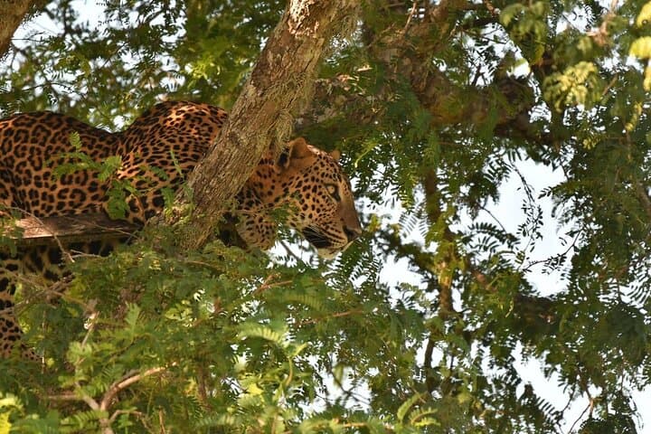 Private Kumana Safari from Arugambay: Birding, Elephants & Coastal Wetlands photo 1