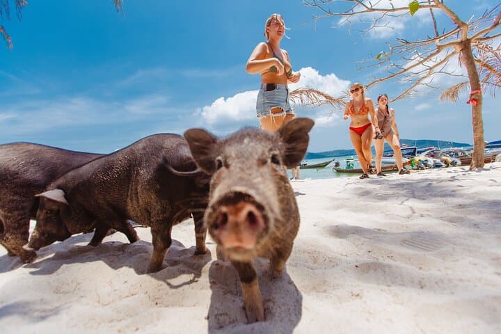 Pig Island Day Trip from Koh Samui: Snorkel, Kayak & Meet the Pigs