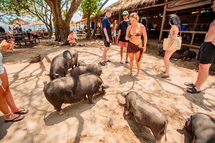 Pig Island Day Trip from Koh Samui: Snorkel, Kayak & Meet the Pigs photo 4