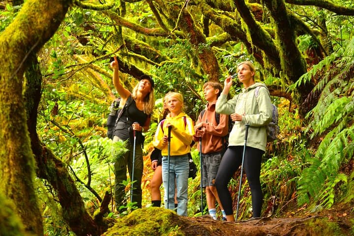 Anaga Enchanted Forest & Ridge Hike — Full-Day Hiking Tour in Tenerife