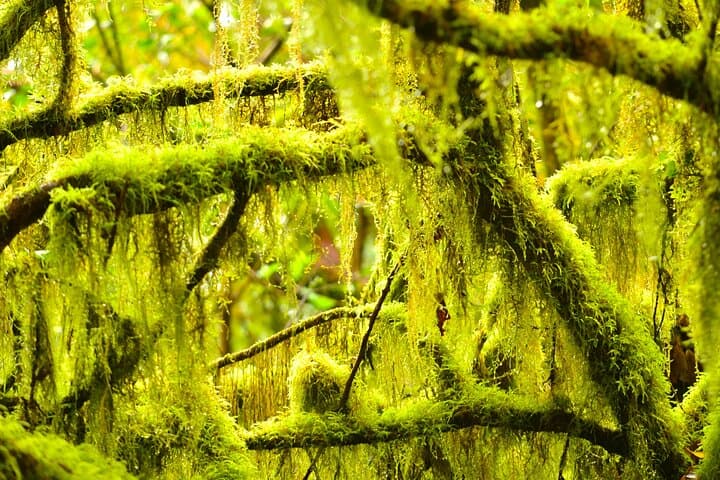 Anaga Enchanted Forest & Ridge Hike — Full-Day Hiking Tour in Tenerife photo 5