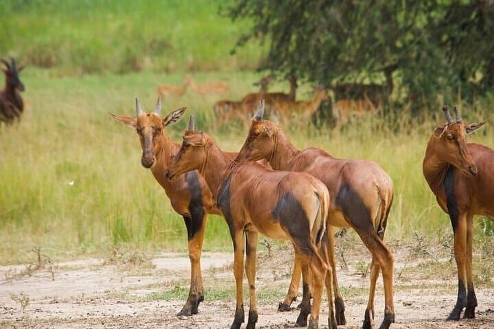 Exploring Nairobi National Park: Wildlife Encounters and Conservation in Kenya’s Urban Wilderness photo 5