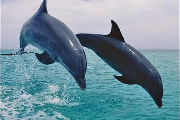 Wasini Island Day Trip from Diani: Snorkel Kisite, Spot Dolphins & Meet Swahili Village