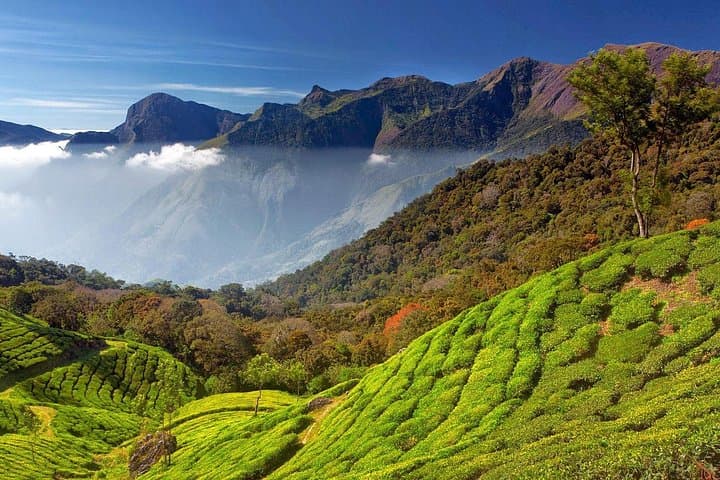 Munnar Tea Trail: Lockhart Plantation Walk, Orthodox Factory Tour & Tea Tasting photo 5
