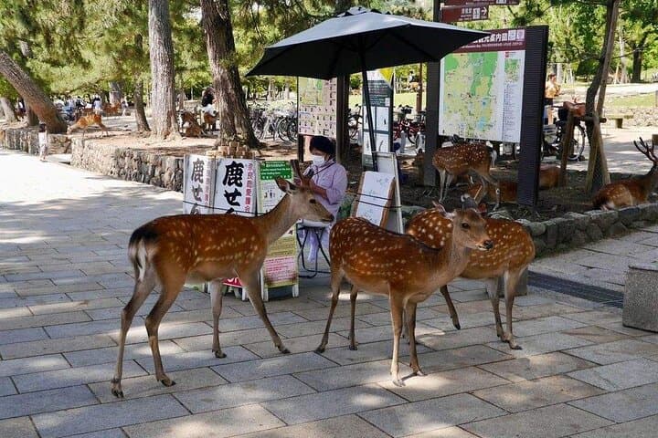 Nara Todai-ji and Kuroshio Market Day Tour from Osaka photo 1