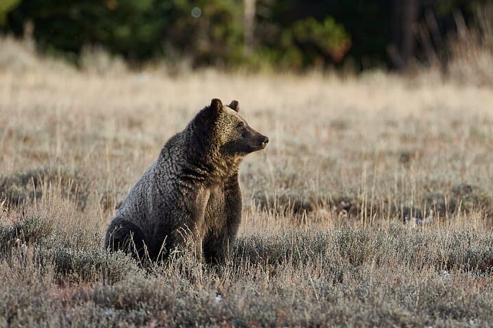 Private Yellowstone Wildlife & Photo Safari — Custom Full-Day Photo Tours from Mammoth photo 4