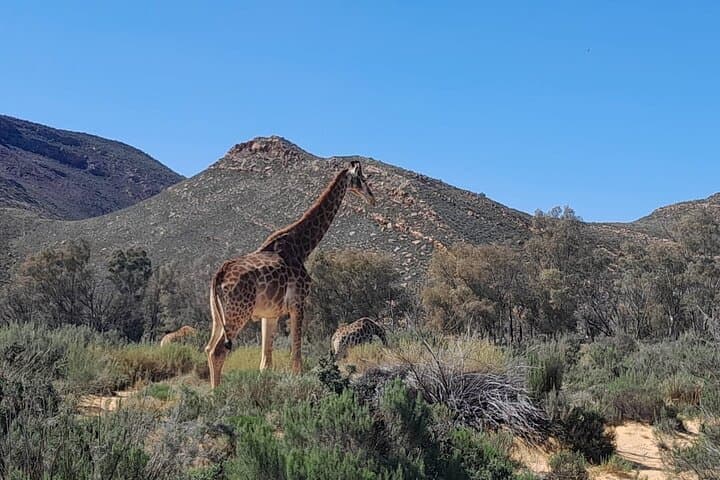 Cape Town to Aquila Sunset Safari: All-Inclusive Big Five Game Drive photo 3