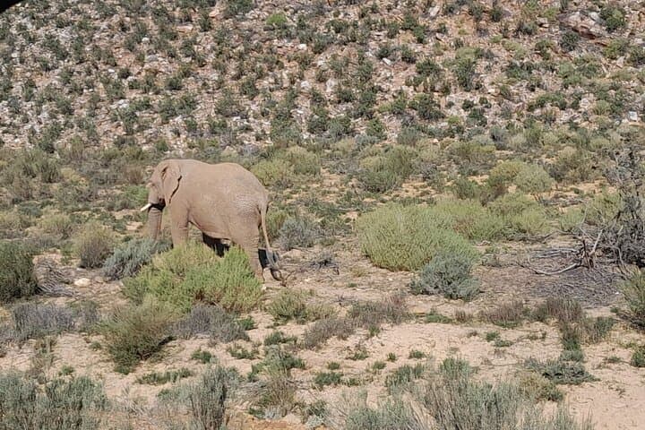 Cape Town to Aquila Sunset Safari: All-Inclusive Big Five Game Drive photo 4