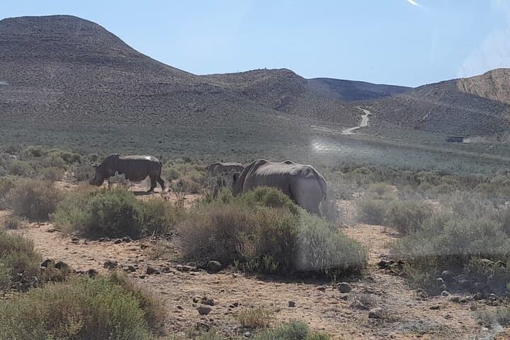 Cape Town to Aquila Sunset Safari: All-Inclusive Big Five Game Drive photo 5