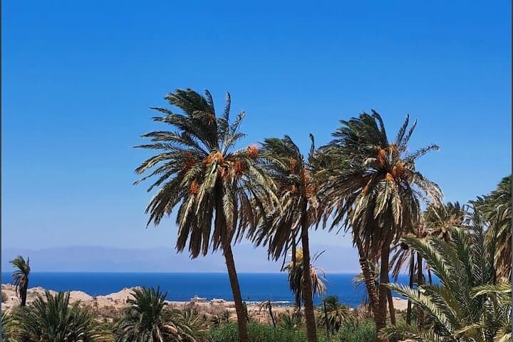 Full-Day Elim Oasis & Split Rock Tour from Tabuk — Biblical Sites & Desert Landscapes