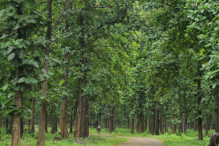 Kerala Village Life Day Tour from Kochi — Backroads, Plantations & Local Lunch