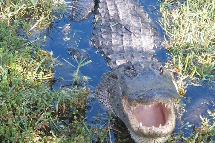 Everglades Airboat & Wildlife Tour with French Guide from Miami photo 1