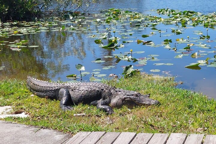 Everglades Airboat & Wildlife Tour with French Guide from Miami photo 3