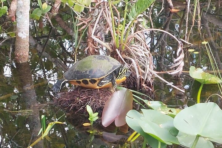 Everglades Airboat & Wildlife Tour with French Guide from Miami photo 4