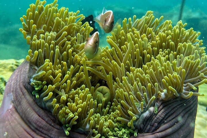 Koh Rong Sanloem Beginner Scuba Diving: PADI Intro Day Trip photo 4