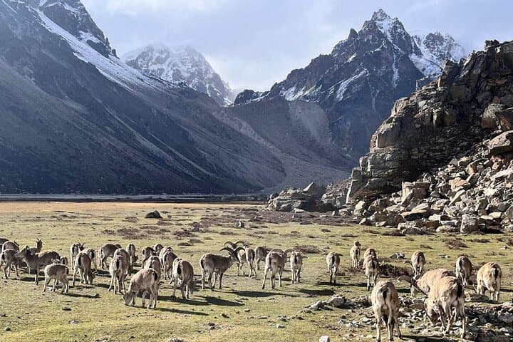 Kangchenjunga Circuit Trek: South & North Base Camp 17-Day Acclimatized Route photo 5
