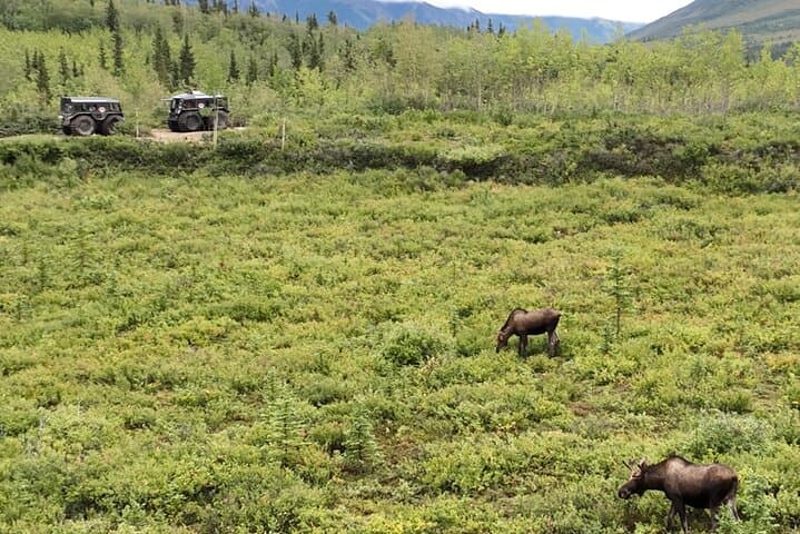 Fairbanks to Denali Winter SHERP Adventure — Full-Day Off‑Road Tour photo 3