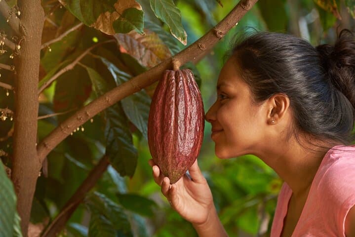 Evelyza Cacao Farm Tour: Hands-On Chocolate Workshop in Circasia