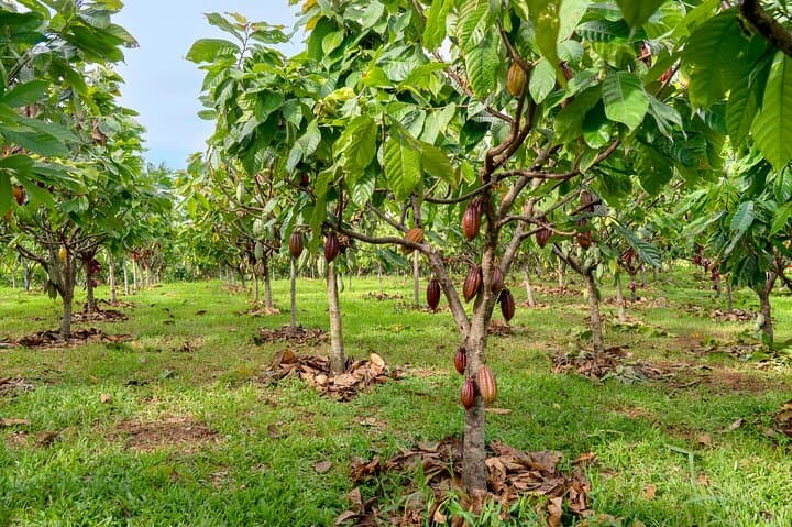Evelyza Cacao Farm Tour: Hands-On Chocolate Workshop in Circasia photo 4