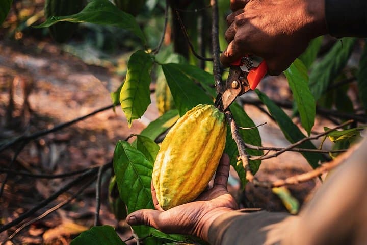 Evelyza Cacao Farm Tour: Hands-On Chocolate Workshop in Circasia photo 5