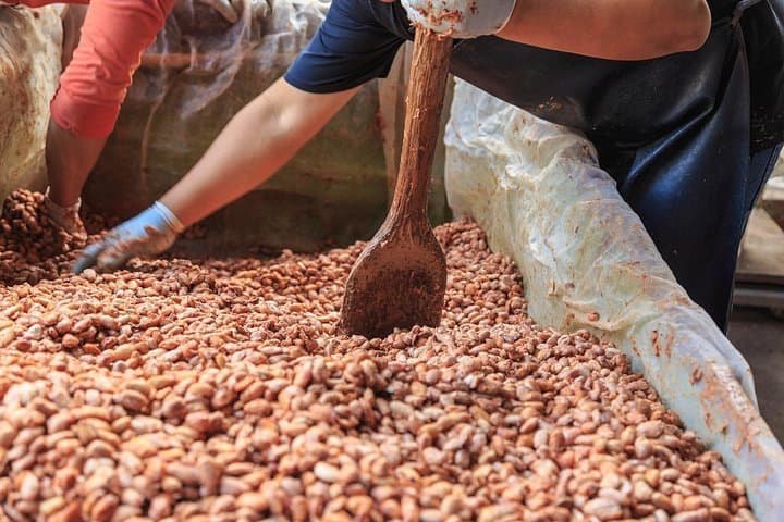 Evelyza Cacao Farm Tour: Hands-On Chocolate Workshop in Circasia photo 6