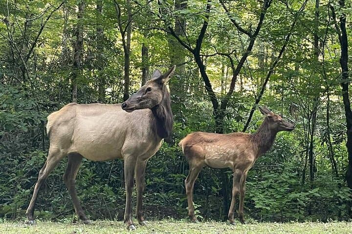 Smoky Mountains Cherokee Elk Safari by Open-Air Jeep: Blue Ridge Views, Waterfalls, and Wildlife photo 6
