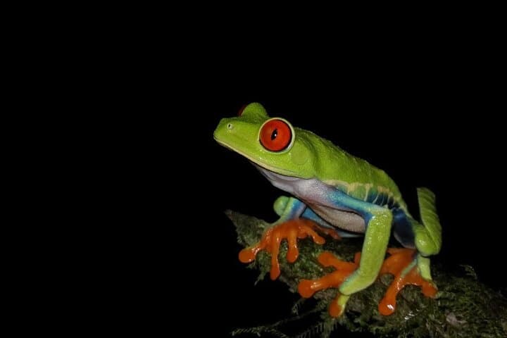 Private Night Walk in La Fortuna Rainforest — Guided Nocturnal Wildlife Experience