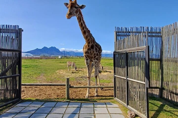 Cape Town Full-Day Cheetah & Giraffe Wildlife Encounter with Cape Winelands Wine Tasting photo 5