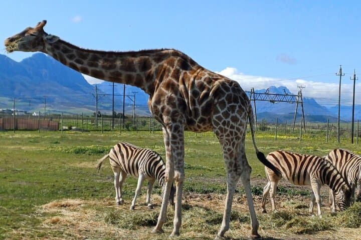 Cape Town Giraffe House & Cheetah Encounter with Spier and Cavalli Wine Tastings