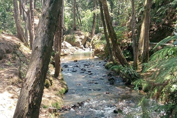 Amazing Arví Natural Reserve Private Tour — Day Trip from Medellín to Andean Forests & Birdlife photo 3